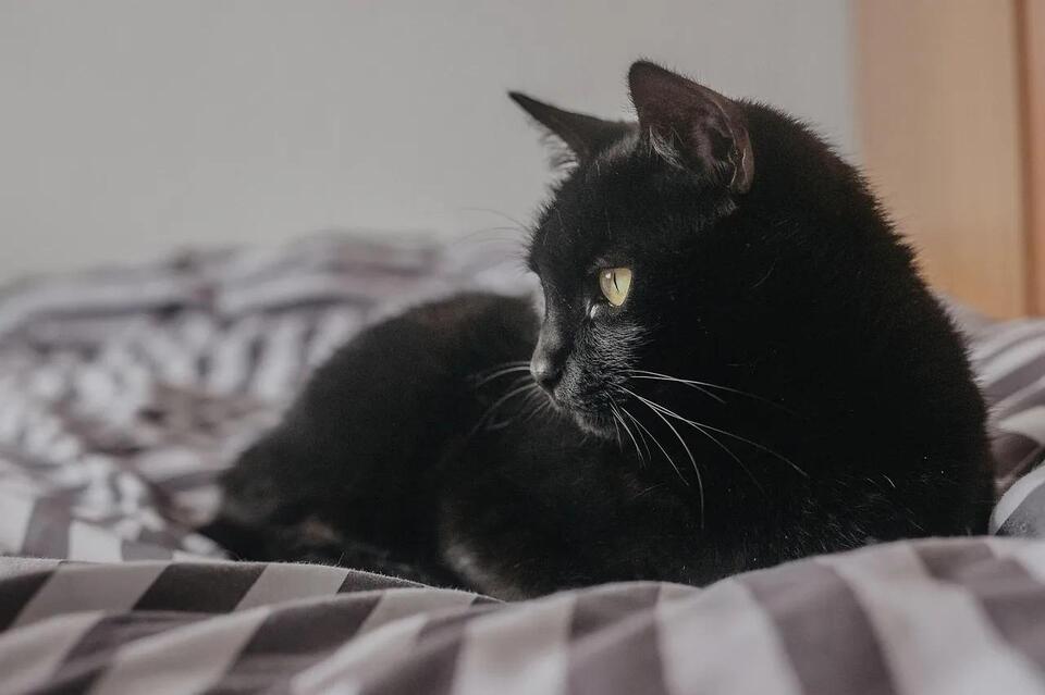 Rabies Vaccine Requirements for Cats in Iowa: What Every Owner Should ...