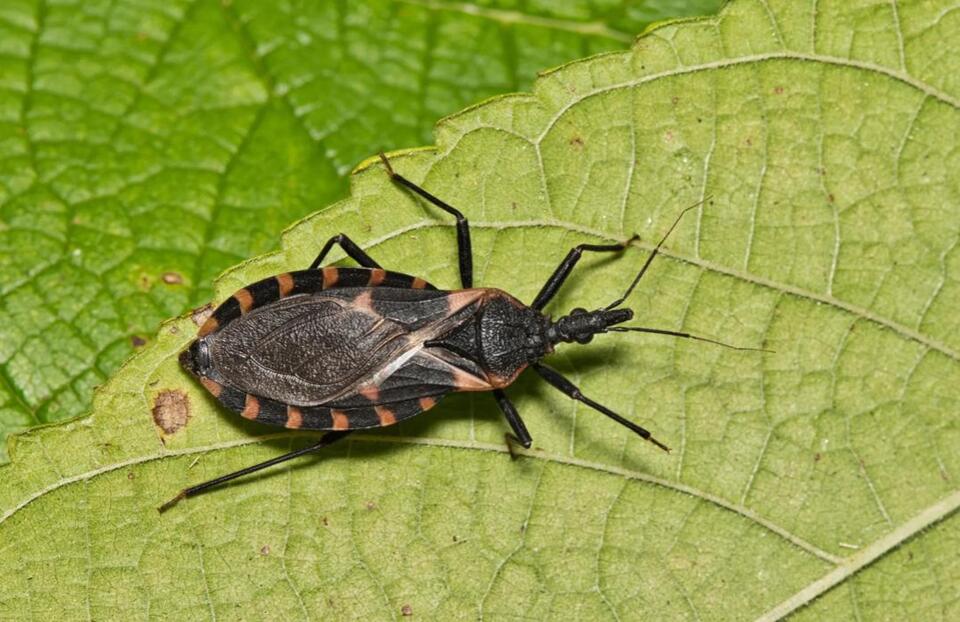 Disease-spreading kissing bugs not a concern in southern Indiana ...