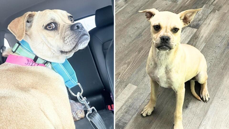 Local Pug Mix is Searching For New Home After Being Surrendered - NewsBreak