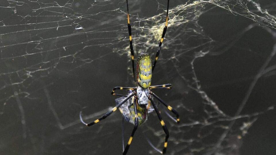 Giant spiders are invading SC again and making big yellow webs. Here’s ...