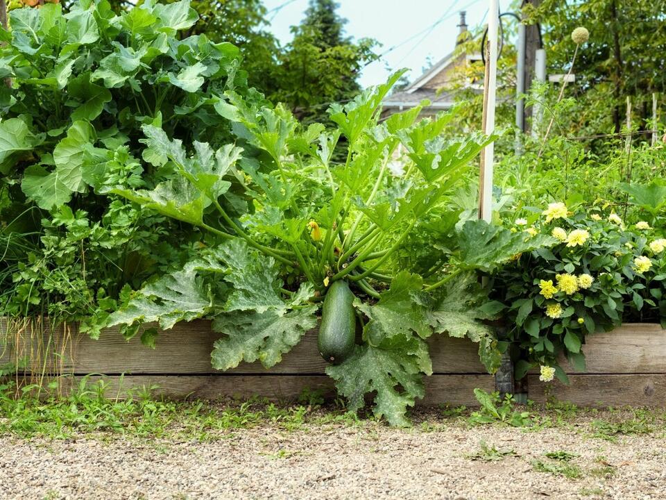 How to Grow Squash in Raised Beds 9 Pro Tips