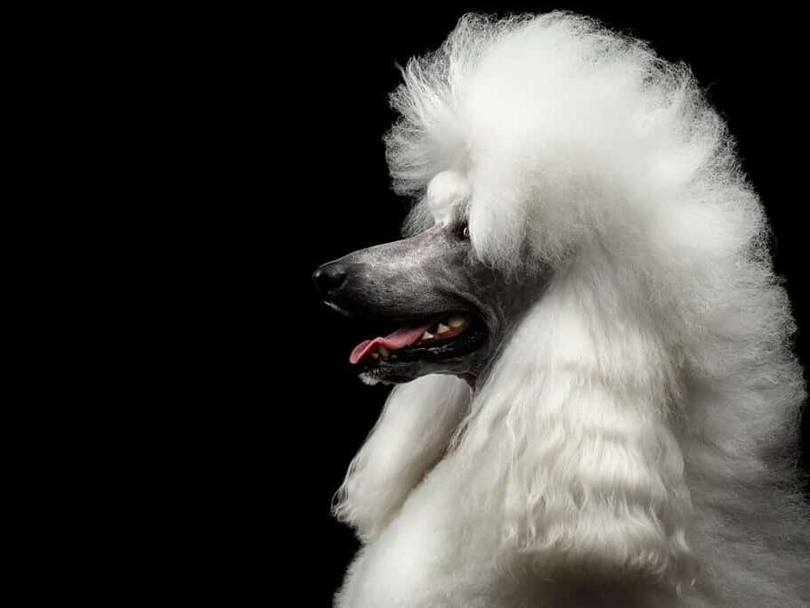 10 of the Most Popular ShortHaired Dog Breeds