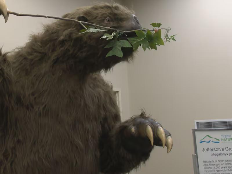 Life-size sloth comes to Waynesboro Public Library