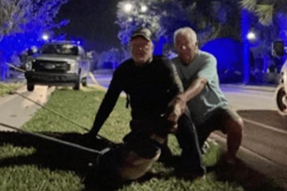 Florida Man Runs Over 11-Foot Alligator With His Car To Save His ...