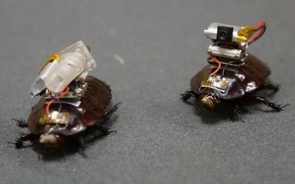 Cyborg Roaches Can Stab You With Needles - NewsBreak