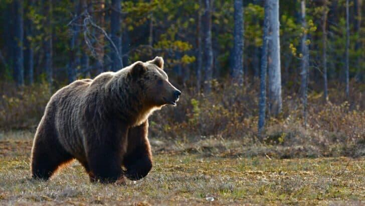 How the Grizzly Bear Uses Its Strength to Survive in the Wild - NewsBreak