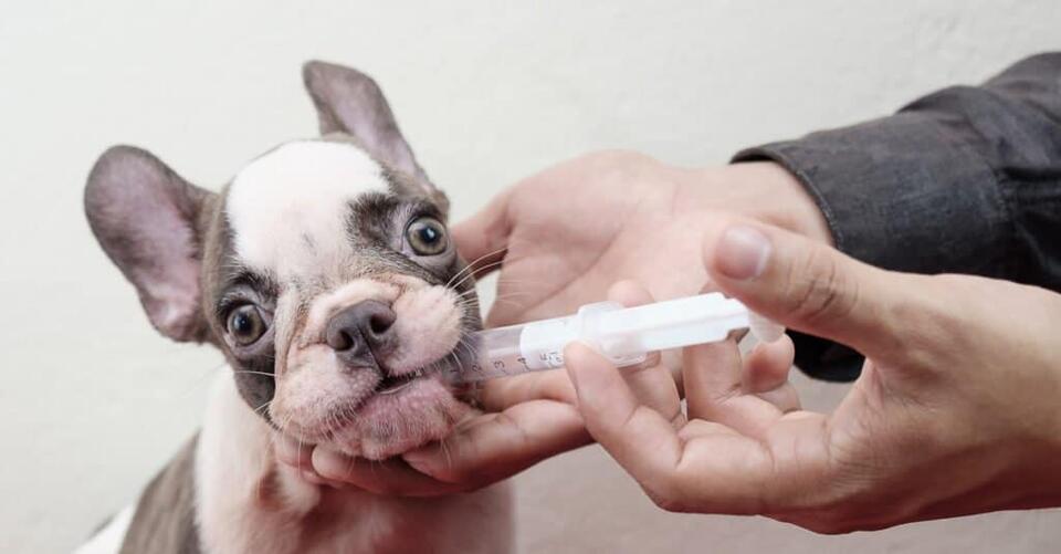 Fenbendazole Dosage Chart for Dogs Risks, Side Effects, Dosage, and