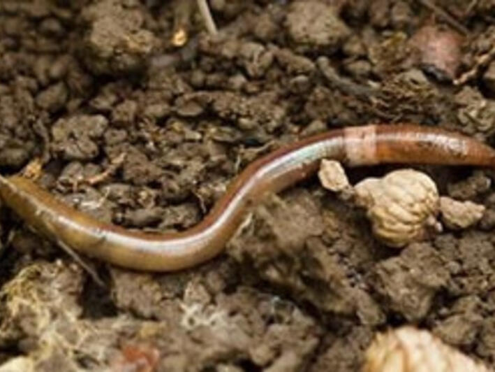 Invasive Asian jumping worms are worming their way through Illinois