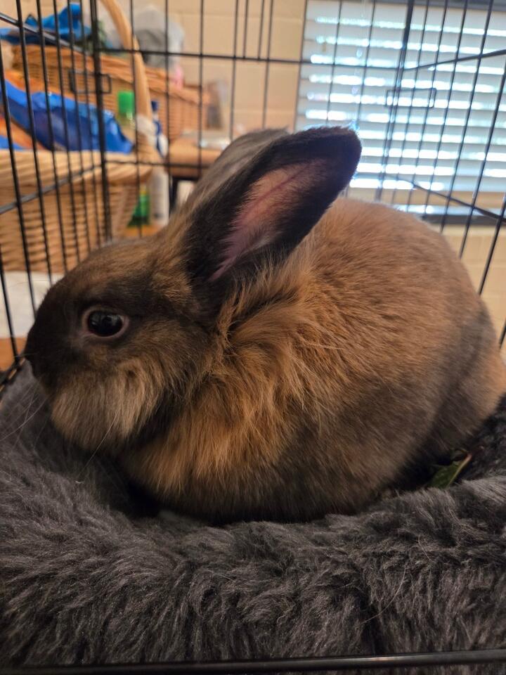 Lionhead rabbit available for adoption - NewsBreak