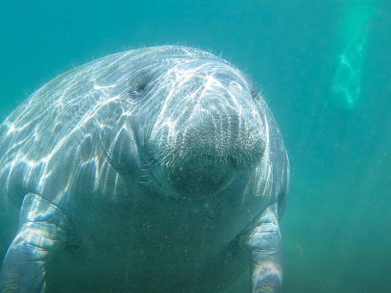 US Fish and Wildlife opens investigation after Florida ...