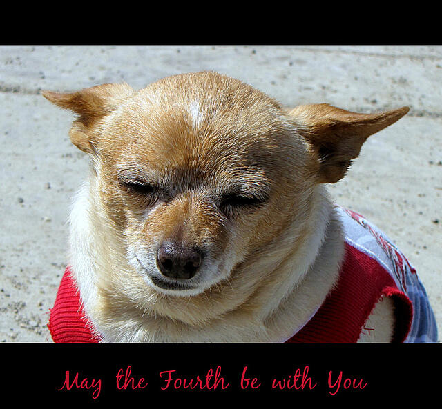 15 Dogs That Are HUGE Star Wars Fans