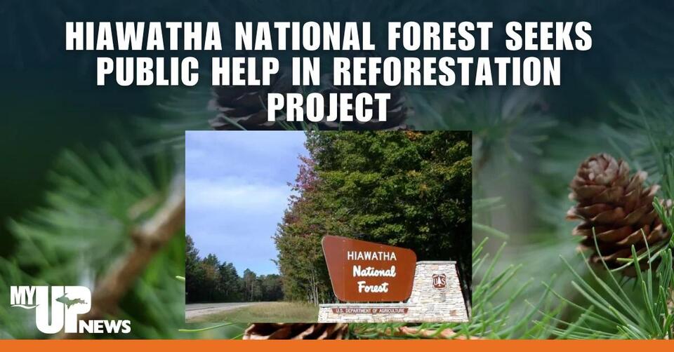 Hiawatha National Forest Seeks Public Help for Reforestation Program ...