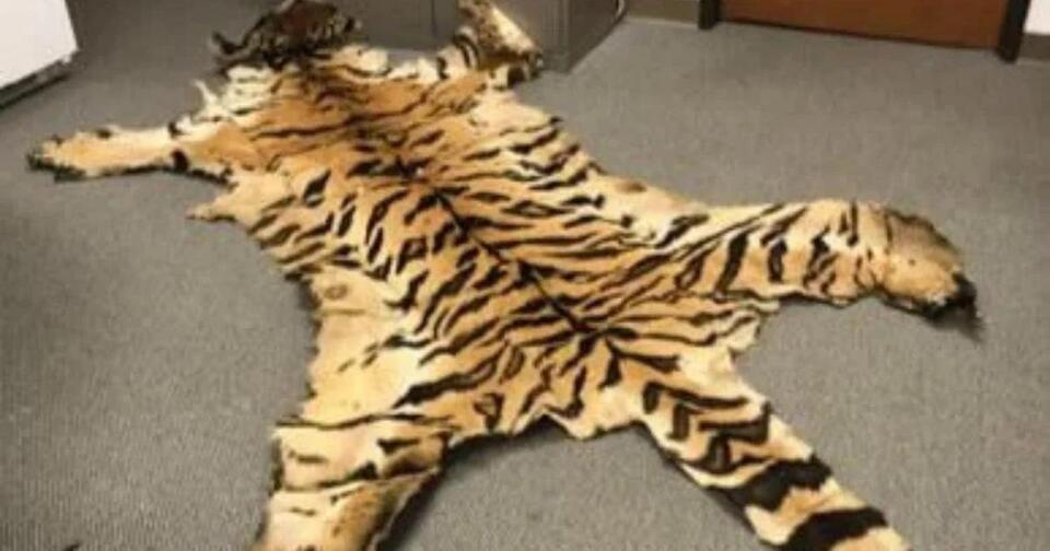 Bear gallbladders, a tiger pelt and a parking lot sting: Couple sentenced in Oregon case