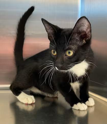 🐱 Tinley Park Cats Ready for Adoption and New Loving Homes - NewsBreak