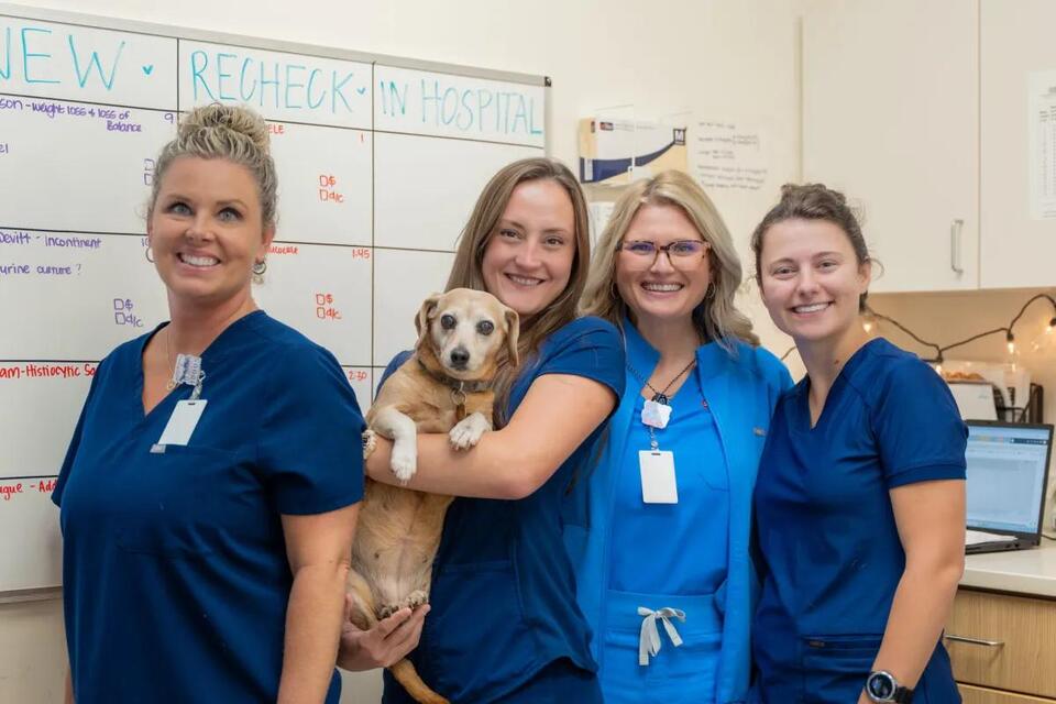 Meet the Birmingham vets helping pets have more good days