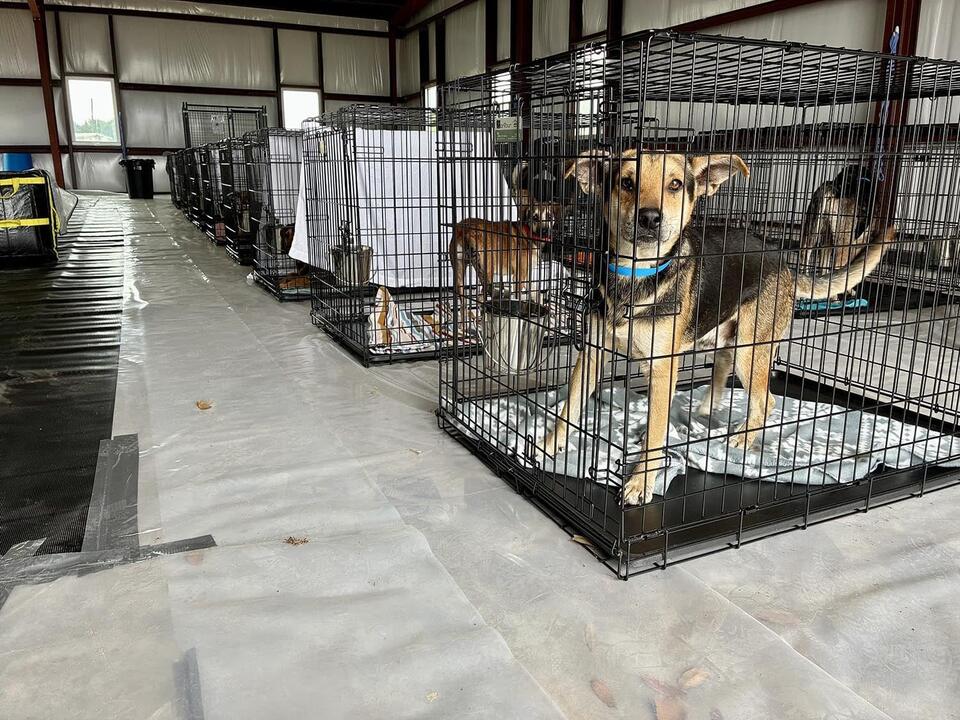 Escambia County Animal Welfare rescues 32 dogs in hoarding case - NewsBreak