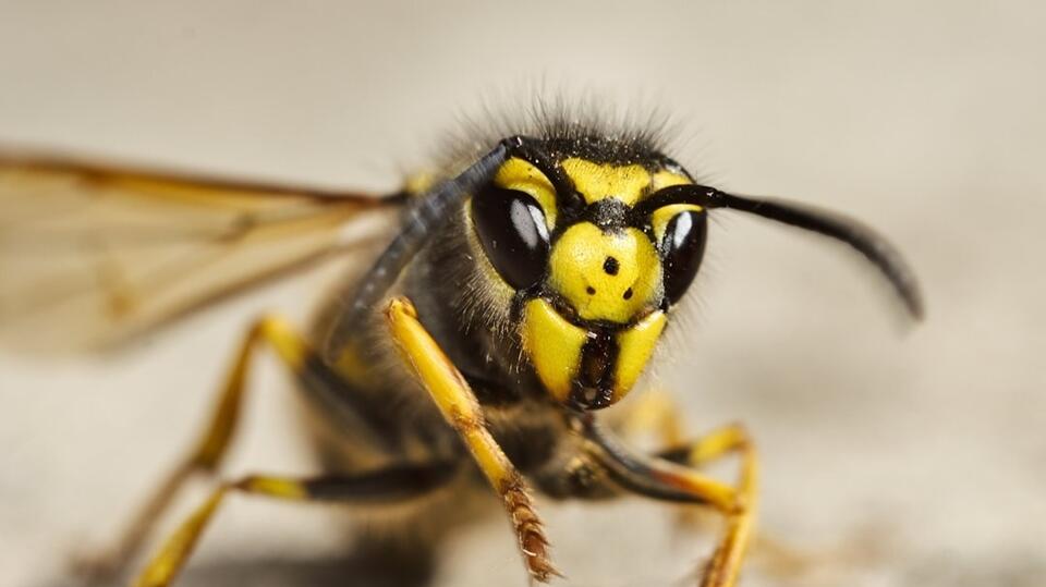 10 Shocking Figures That Reveal The Mystery Of Coyote Peterson’s Empire  : Financial Reports Net Worth 2026: Career Earnings & Assets