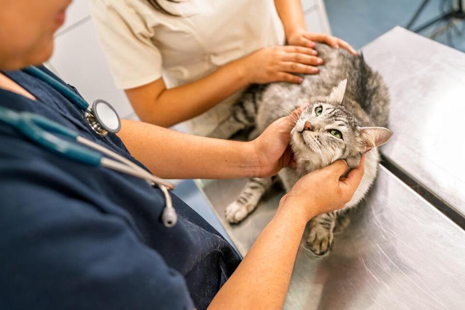How Is Heartworm Disease Treated in Cats?