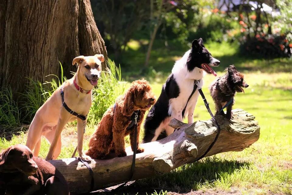 Rabies Vaccine Requirements for Dogs in South Carolina - NewsBreak