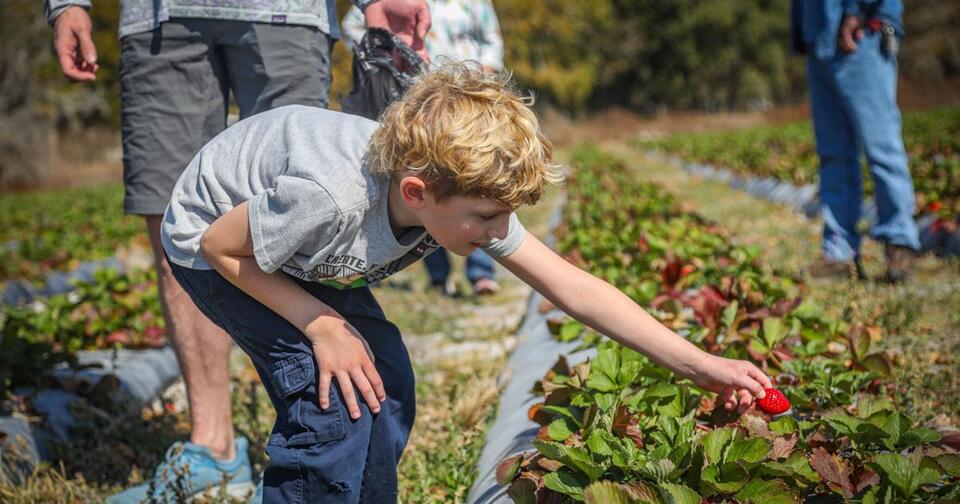 Weck Farms in Lutz offers a U-Pick strawberry experience close to home ...