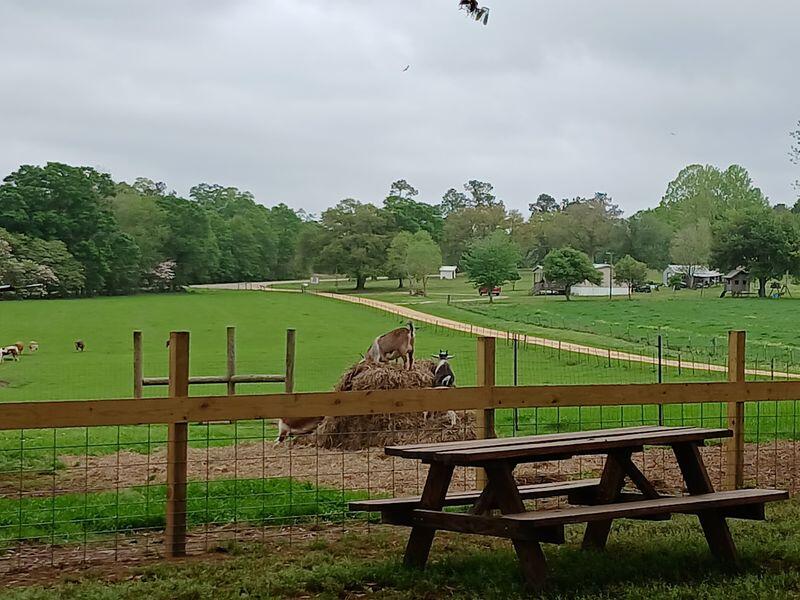 Kids Feed The Goats At This Mississippi Dairy Farm Where The Milk And ...