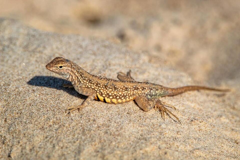 How to Catch a Lizard - NewsBreak