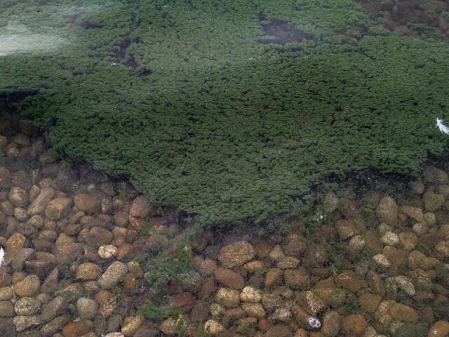 Harmful algal blooms prompt cyanobacteria health alert for Lake Lowell ...