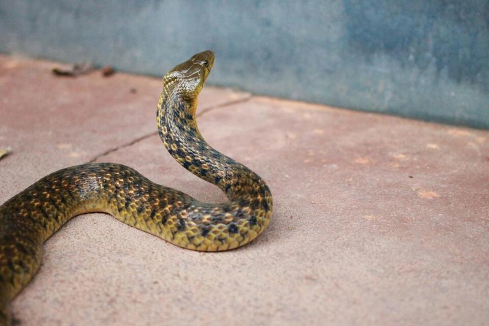 DeSoto Parish Woman Escapes Dining Room Table After Snake Removal ...