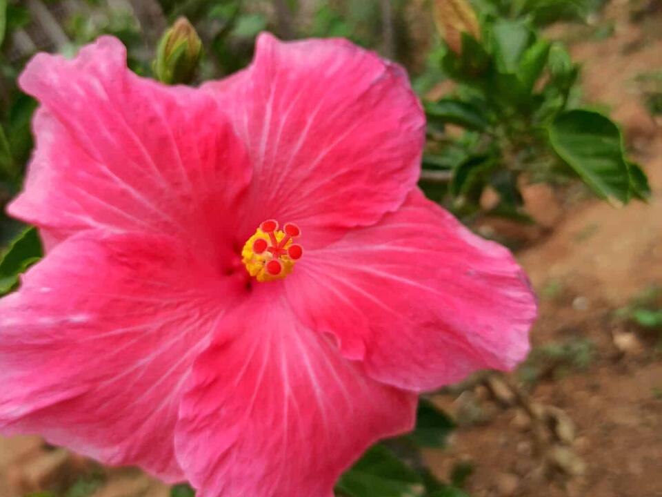 Can Hibiscus Survive Winter? 5 Tips for Keeping It Alive