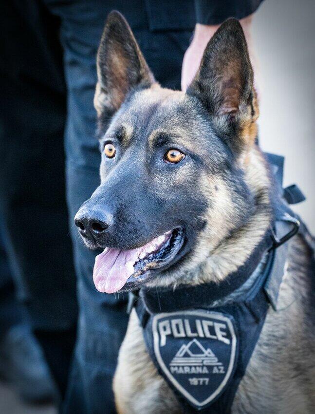 ALECA announces winners of 20th Desert Dog police K9 competition ...