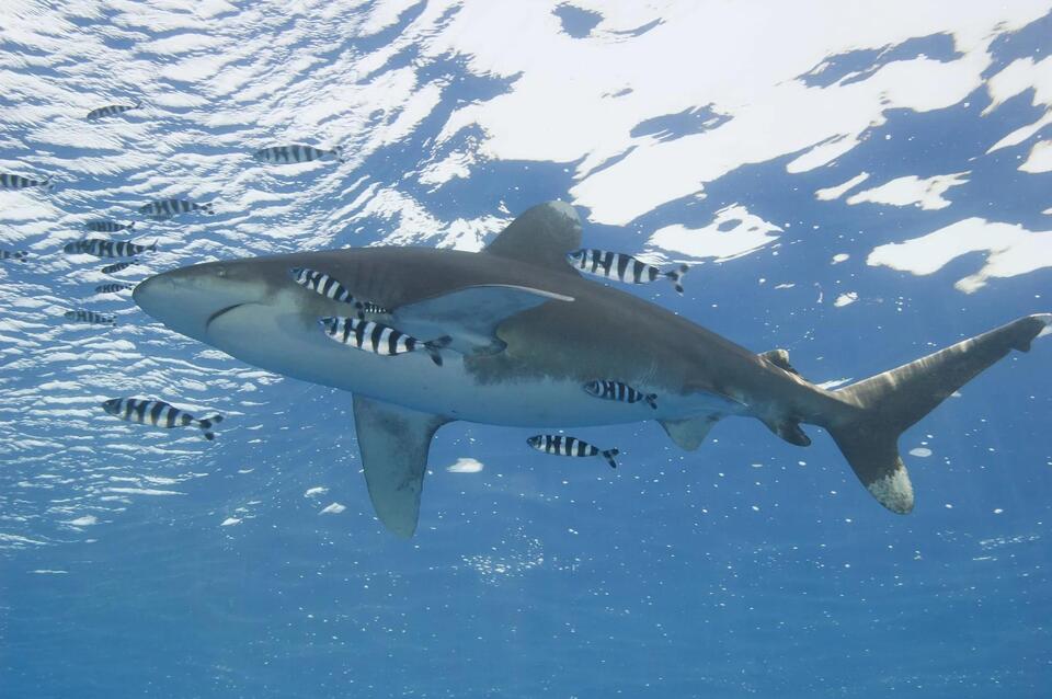 Great White Shark Vs. Oceanic Whitetip Shark - NewsBreak