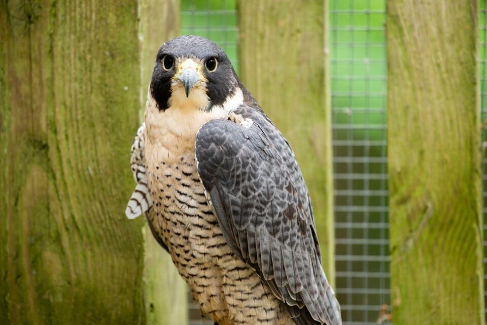 Four birds killed in fire at Iowa Raptor Project - NewsBreak