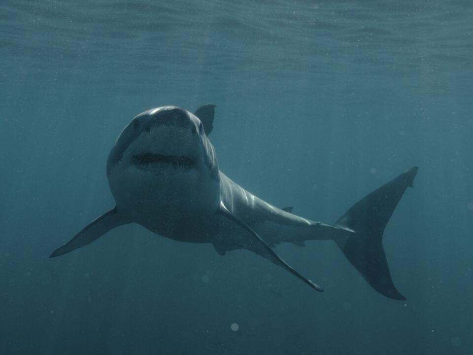15yearold girl loses hand and leg in Florida shark attack