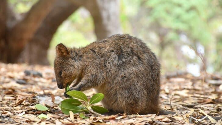10-wild-animals-unique-to-australia-newsbreak