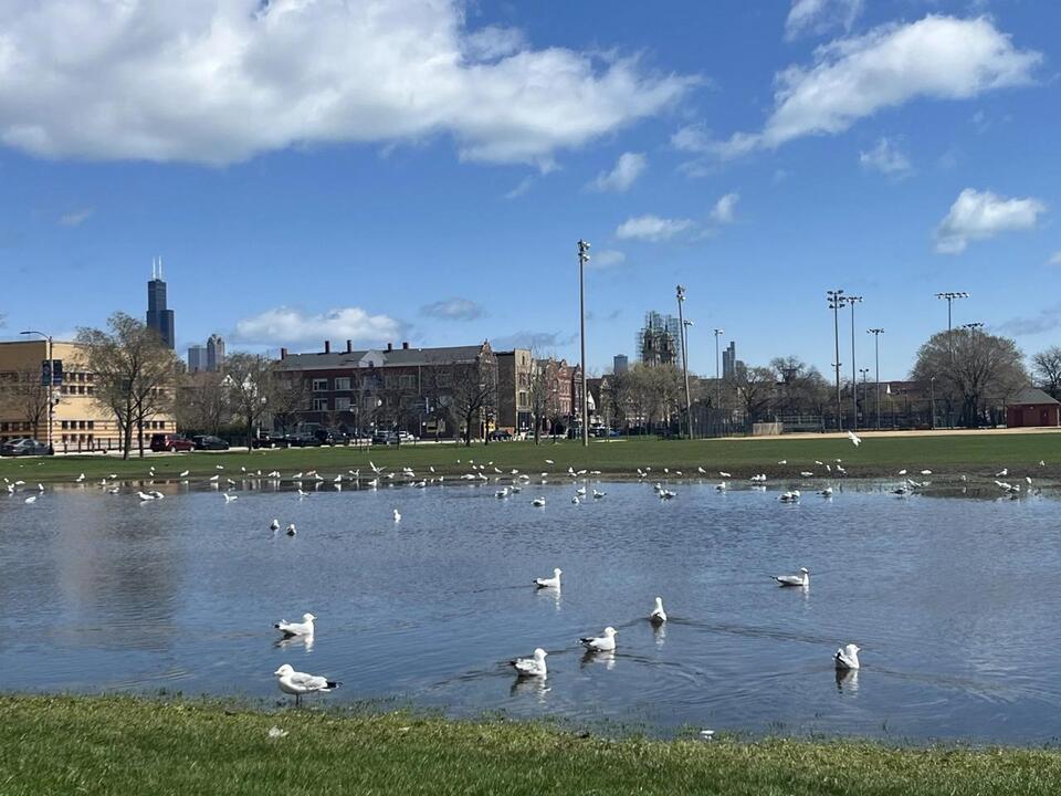 Park District Clears Harrison Park ‘Lake’ Formed After Heavy Rain ...
