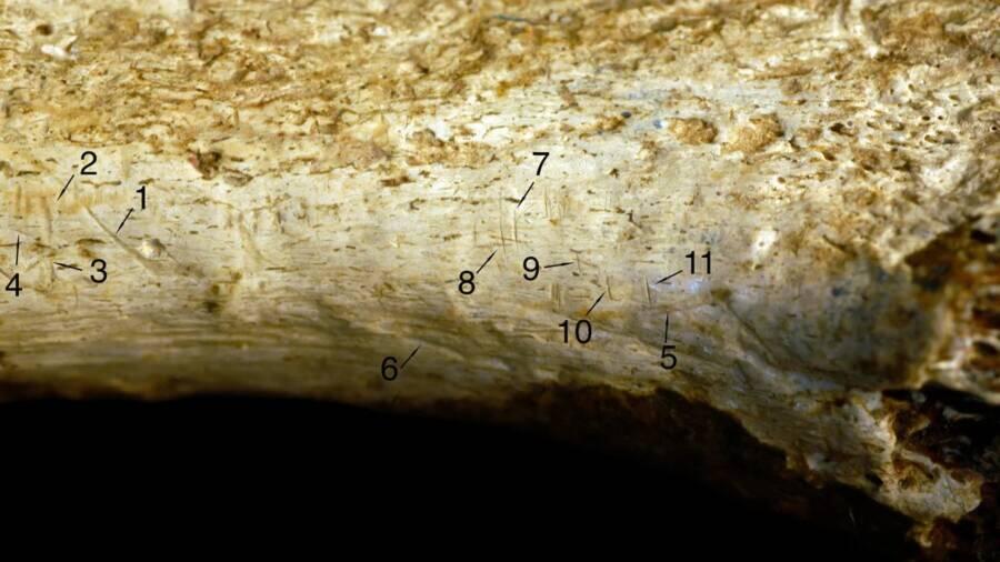 Scientists Say Cuts On Prehistoric Shinbone Could Be Earliest Evidence ...