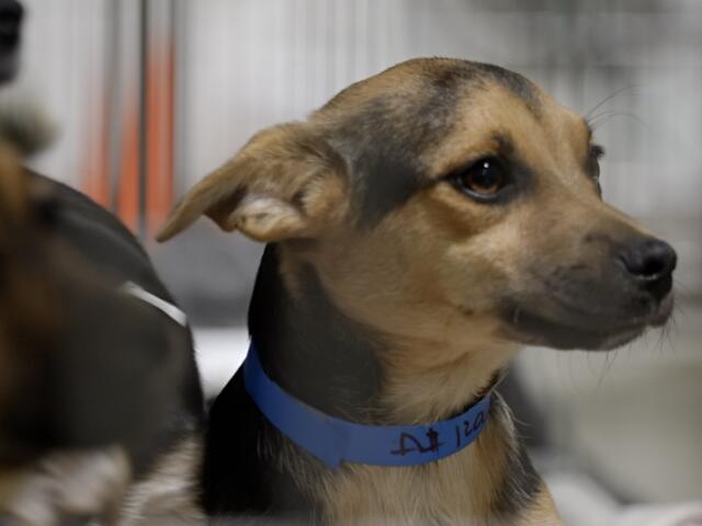 SAVING LIVES: Kern County Animal Services receives grant to support ...