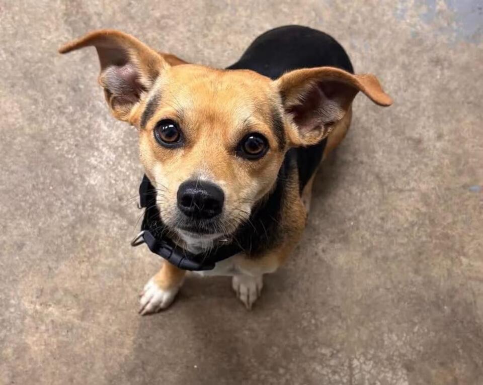 🐶 Playful & Loving Dogs Ready for Adoption in Dalton, GA - NewsBreak