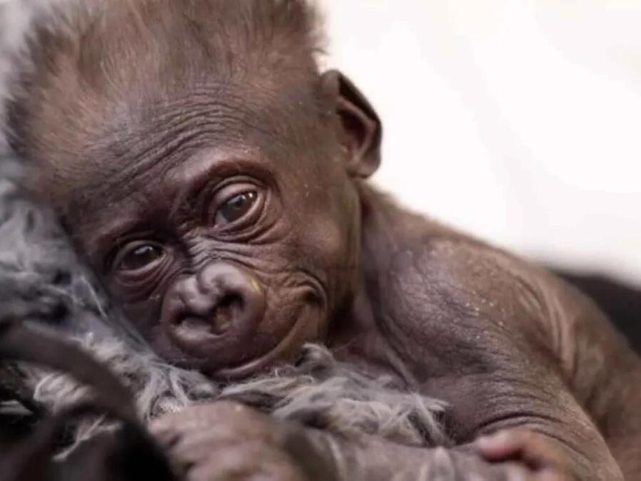 Birth mother, surrogate mother reject baby gorilla born at Fort Worth Zoo