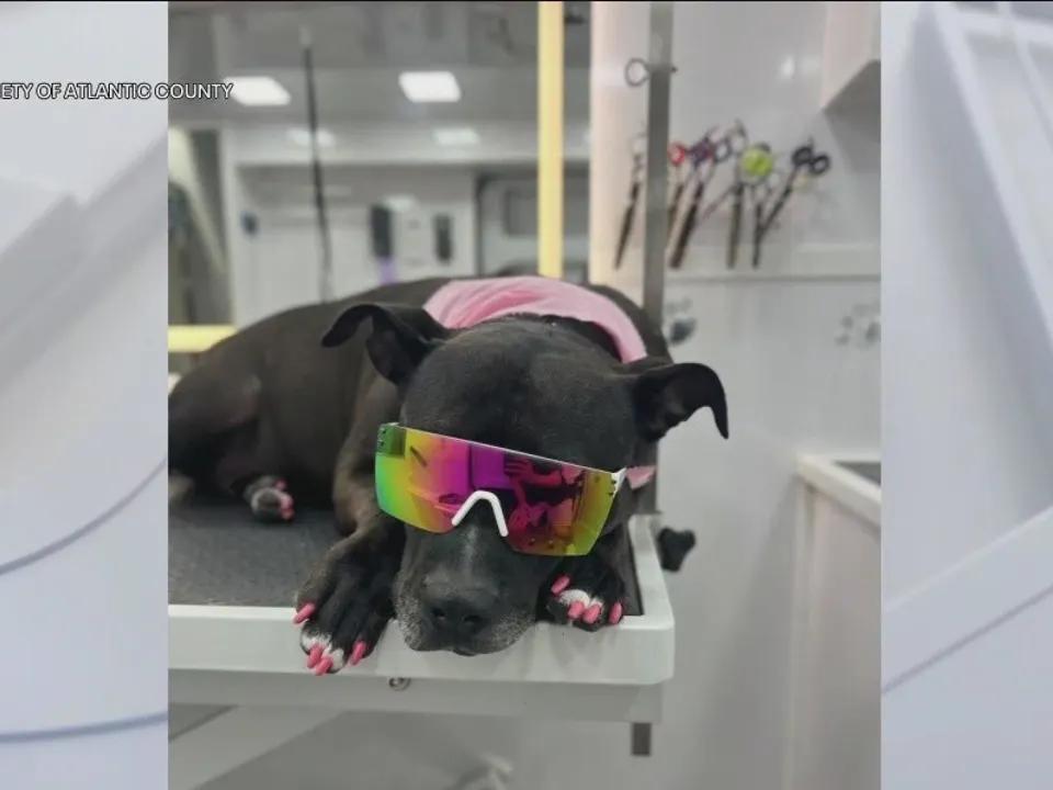 Dog thrown over fence at Atlantic County shelter adopted, living her