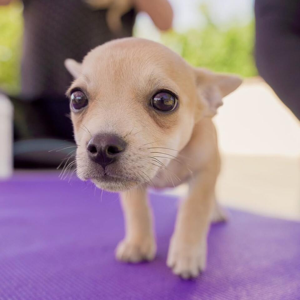 Free pet vaccine and microchip clinic in Natomas - NewsBreak
