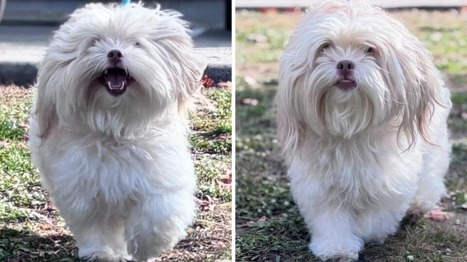 Snickers the Shih Tzu Seeks Second Chance After Owner's Passing - NewsBreak