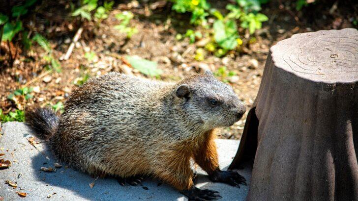 Remarkable Groundhog Facts to Know This Groundhog Day - NewsBreak