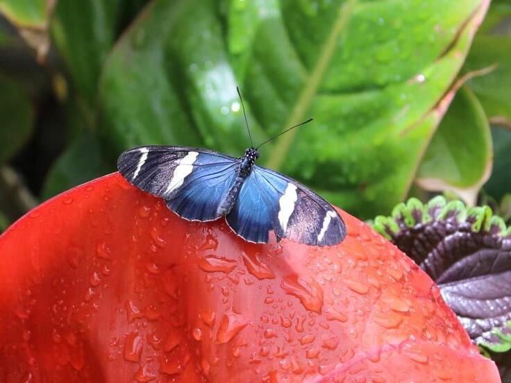 Can plants sense and react to touch?
