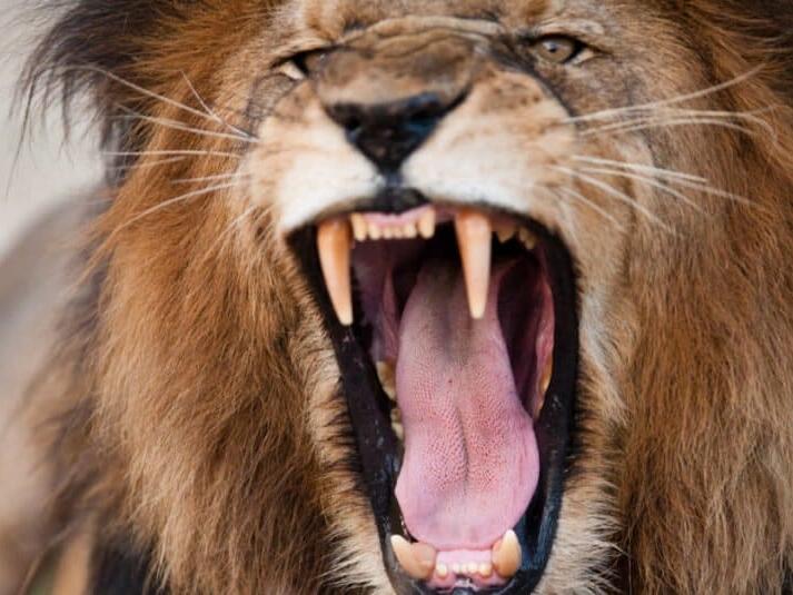 The Bite Force of a Lion and How It Compares to Other Big Cats