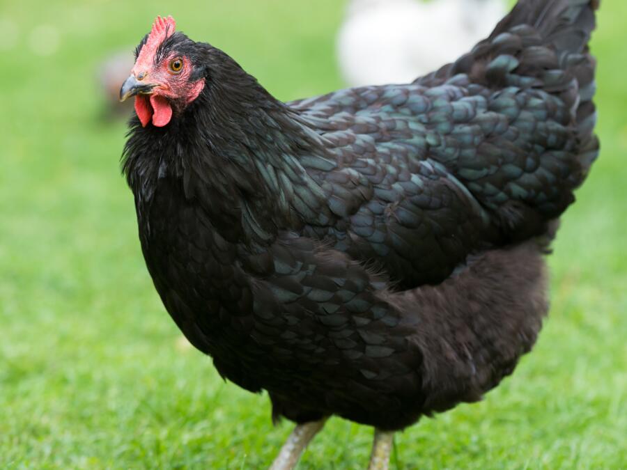 Moment Hen Adopts Orphaned Chick As Her Own Is Full of Beauty