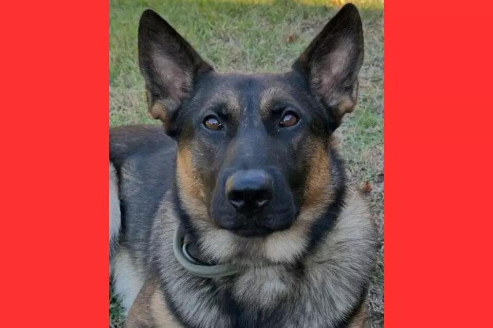 Palestine Police Still Searching For Missing K-9 Officer - NewsBreak