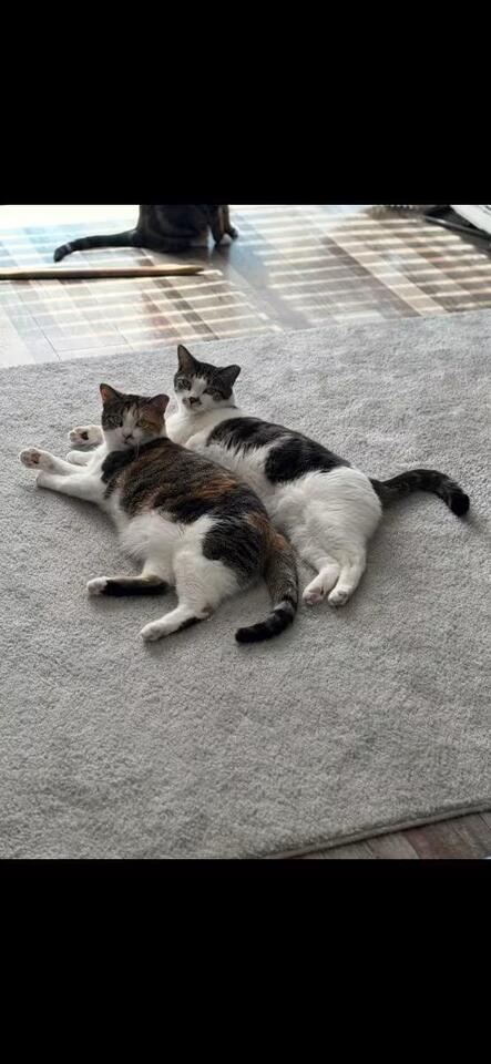 🐱 Sweet Buffalo Cats Ready for Adoption Into Loving Homes - NewsBreak