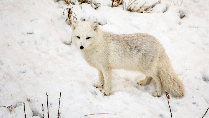 How Arctic Foxes Use Their Ears to Locate Hidden Prey Under Snow
