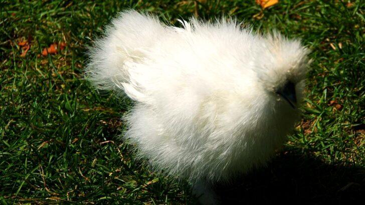 What Makes Silkie Chickens So Unique